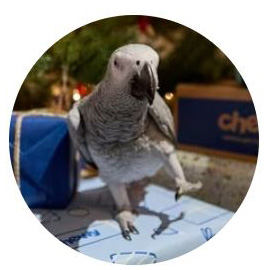 Chewy eGift Card